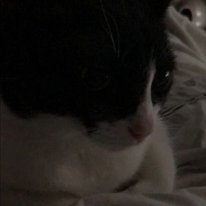 Meet your Posher, Dawn